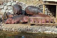 Hippopotamus amphibius  332