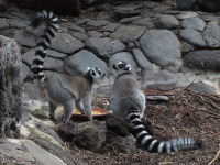 Lemur catta  392