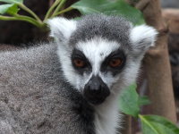 Lemur catta  393