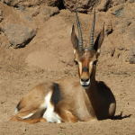 Gazella cuvieri