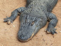 Alligator mississippiensis  422
