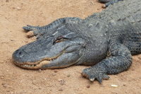 Alligator mississippiensis  423