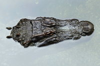 Alligator mississippiensis  424