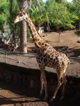 Giraffa camelopardalis  511