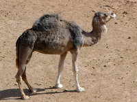 Camelus dromedarius  540