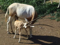 Oryx dammah  552