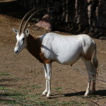 Oryx dammah  554