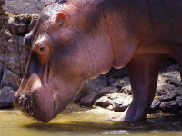 Hippopotamus amphibius  650