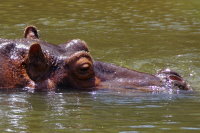 Hippopotamus amphibius  651
