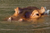 Hippopotamus amphibius  652