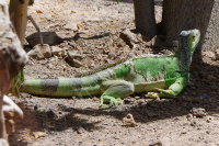 Iguana iguana  657