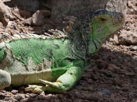 Iguana iguana  658