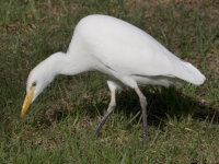 Bubulcus ibis  667
