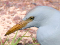 Bubulcus ibis  668