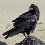 Corvus corax  703