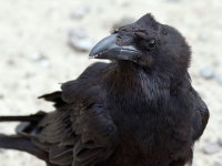 Corvus corax  706