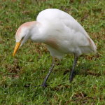 Bubulcus ibis  755