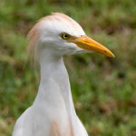 Bubulcus ibis  756