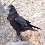 Corvus corax  763