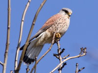 Falco tinnunculus  833