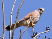 Falco tinnunculus  834