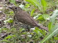 Turdus philomelos  890__24CHS05161x