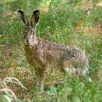 Lepus europaeus  903__25CHS03740x
