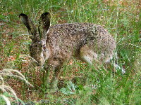 Lepus europaeus  904__25CHS03741x