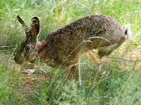 Lepus europaeus  905__25CHS03733x