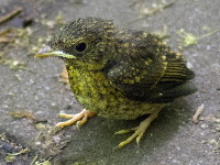 Erithacus rubecula  906__25CHS02407o