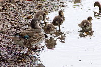 Aix galericulata  907__25CHS02517x