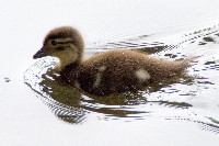 Aix galericulata  908__25CHS02514x