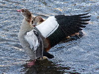 Alopochen aegyptiaca  909__26CHS00012o