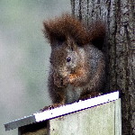 Sciurus vulgaris  910__26CHR00413o