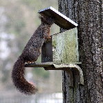 Sciurus vulgaris  911__26CHR00415x