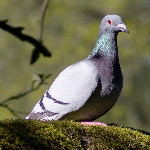 Columba livia  912__26CHS01258o