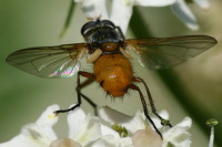 Subclytia rotundiventris, male  1003