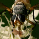 Subclytia rotundiventris, männlich  1005