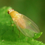 Sapromyza cf. albiceps
