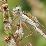 Sympecma fusca, female  103