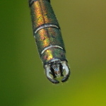 Lestes viridis, male  1048