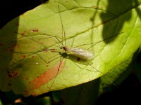 Tipulidae/Limoniidae sp.  1071