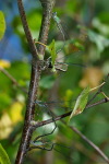 Lestes viridis, mating  1102