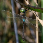 Anax parthenope, male  1106