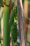Mantis religiosa, weiblich  1121