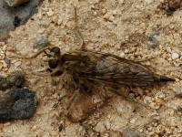Asilidae sp., female  1200