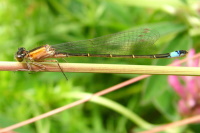 Ischnura elegans, weiblich  120