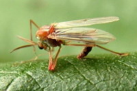 Chironomidae sp.  1227