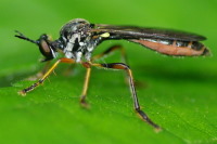 Dioctria hyalipennis  1231