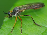 Dioctria hyalipennis  1232